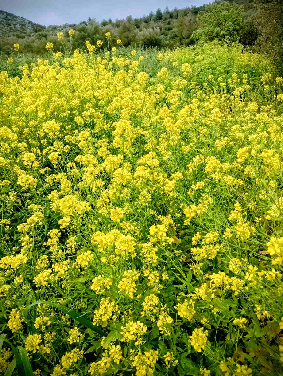 Έκρηξη ανοιξιάτικης ομορφιάς στον Διομήδειο Κήπο 12 Έκρηξη ανοιξιάτικης ομορφιάς στον Διομήδειο Κήπο 11