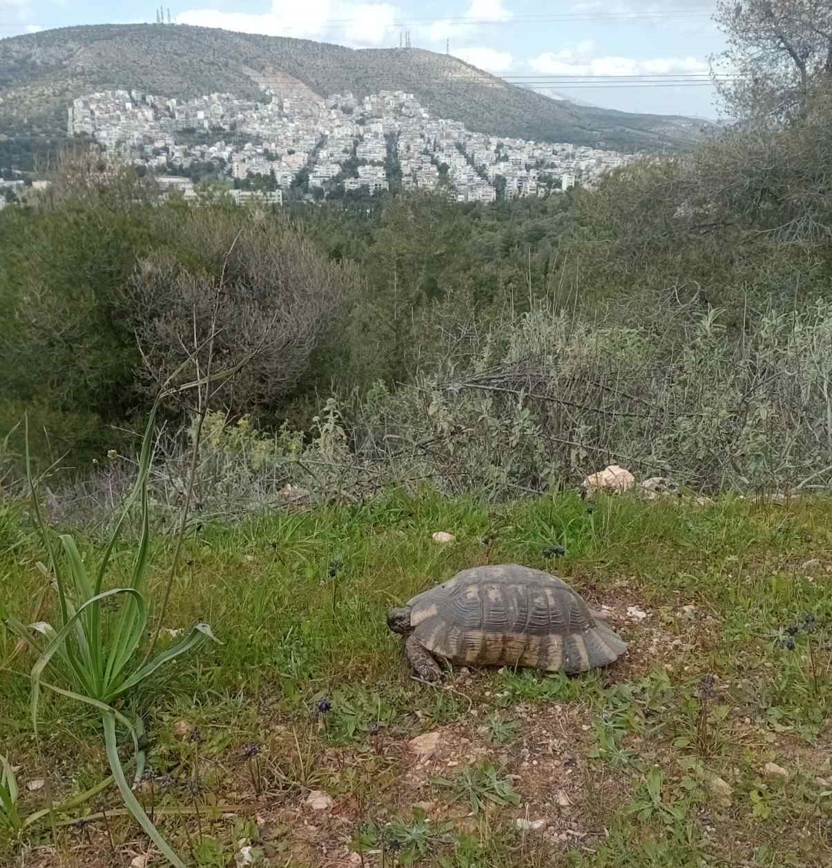 Έκρηξη ανοιξιάτικης ομορφιάς στον Διομήδειο Κήπο 17