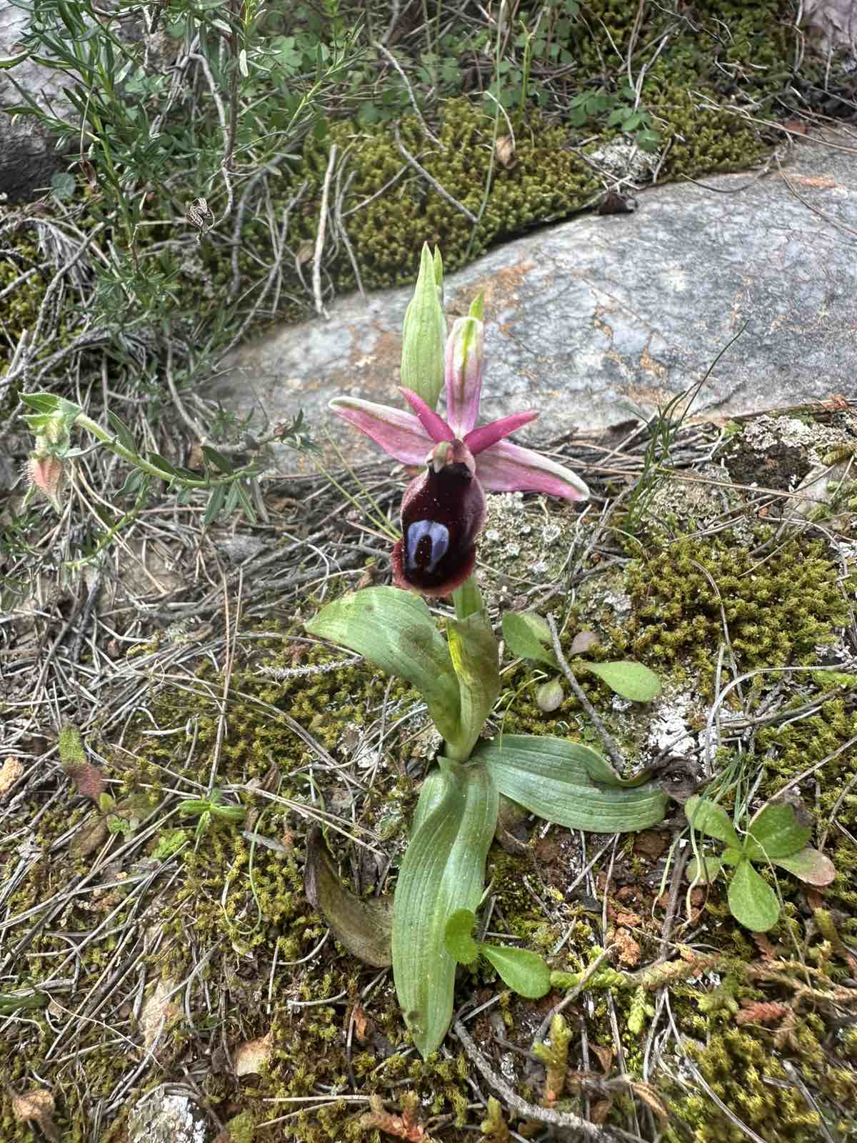 Έκρηξη ανοιξιάτικης ομορφιάς στον Διομήδειο Κήπο 13