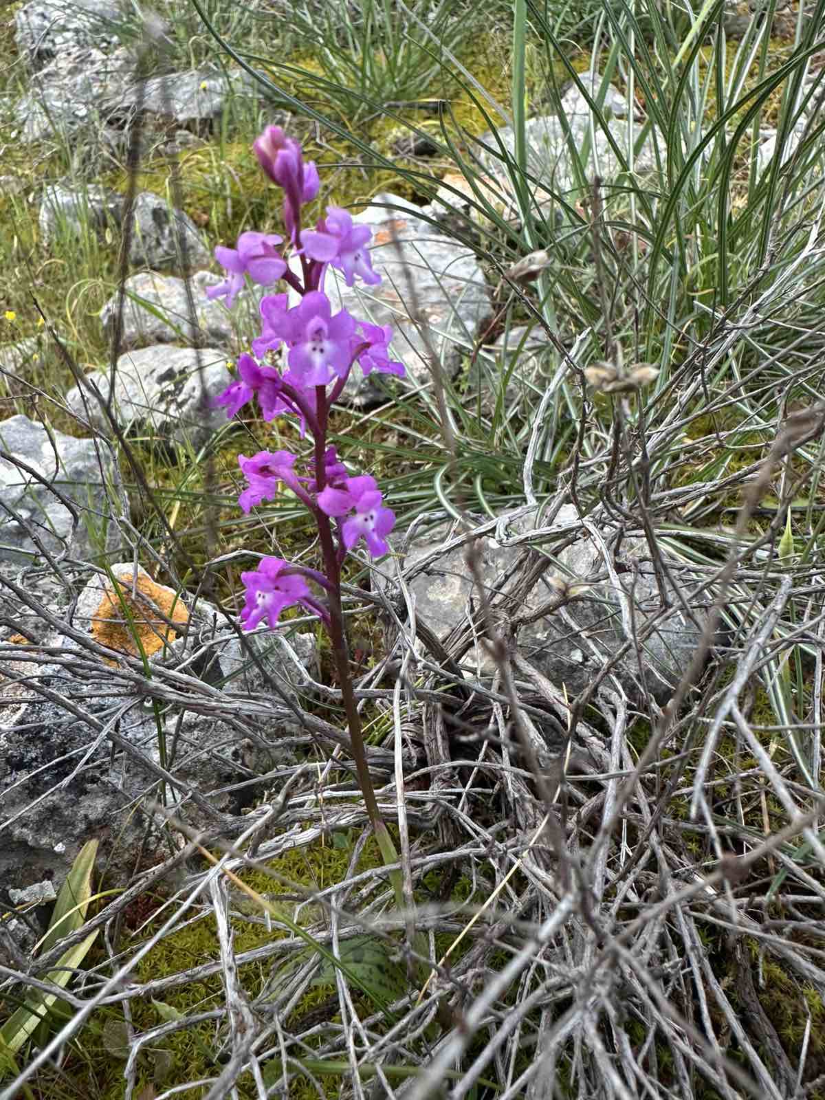Έκρηξη ανοιξιάτικης ομορφιάς στον Διομήδειο Κήπο 11