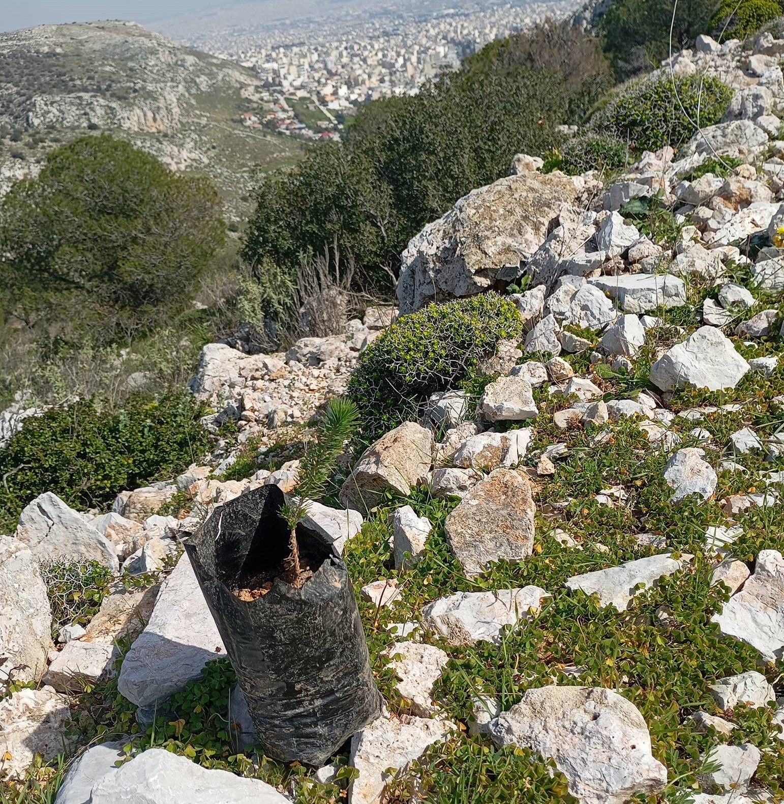 Όρος Αιγάλεω: Το σίκουελ μιας... τρελής τρελής αναδάσωσης 5