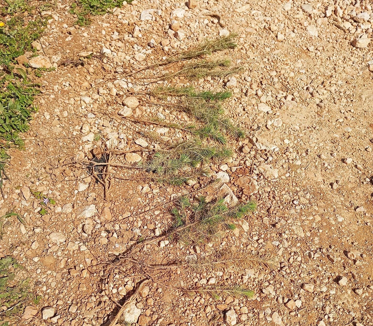 Όρος Αιγάλεω: Το σίκουελ μιας... τρελής τρελής αναδάσωσης 3
