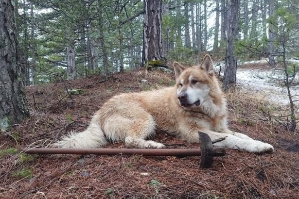 Ο "γίγαντας του Σμόλικα" έκανε την τελευταία και πιο ψηλή του ανάβαση 113