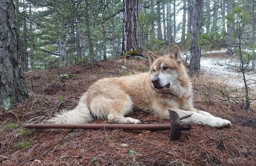 Ο "γίγαντας του Σμόλικα" έκανε την τελευταία και πιο ψηλή του ανάβαση 101