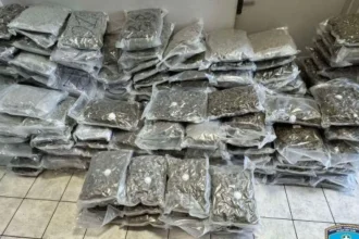 Θα έριχναν στην αγορά 219 κιλά κάνναβη skunk - Συλλήψεις στη Δυτική Αττική 21