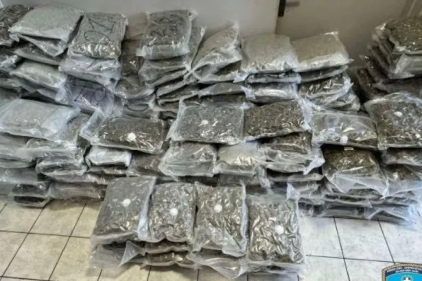 Θα έριχναν στην αγορά 219 κιλά κάνναβη skunk - Συλλήψεις στη Δυτική Αττική 107