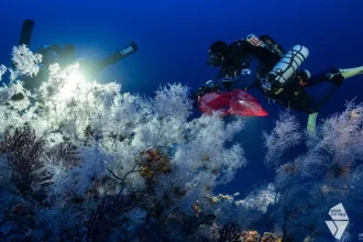 "The Mediterranean's Hidden Coral" – Το κρυμμένο κοράλλι της Μεσογείου - Δείτε το ντοκιμαντέρ 25