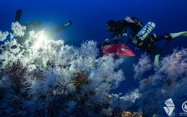 "The Mediterranean's Hidden Coral" – Το κρυμμένο κοράλλι της Μεσογείου - Δείτε το ντοκιμαντέρ 115