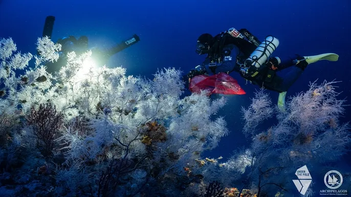 "The Mediterranean's Hidden Coral" – Το κρυμμένο κοράλλι της Μεσογείου - Δείτε το ντοκιμαντέρ 1