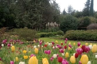 Έκρηξη ανοιξιάτικης ομορφιάς στον Διομήδειο Κήπο 25