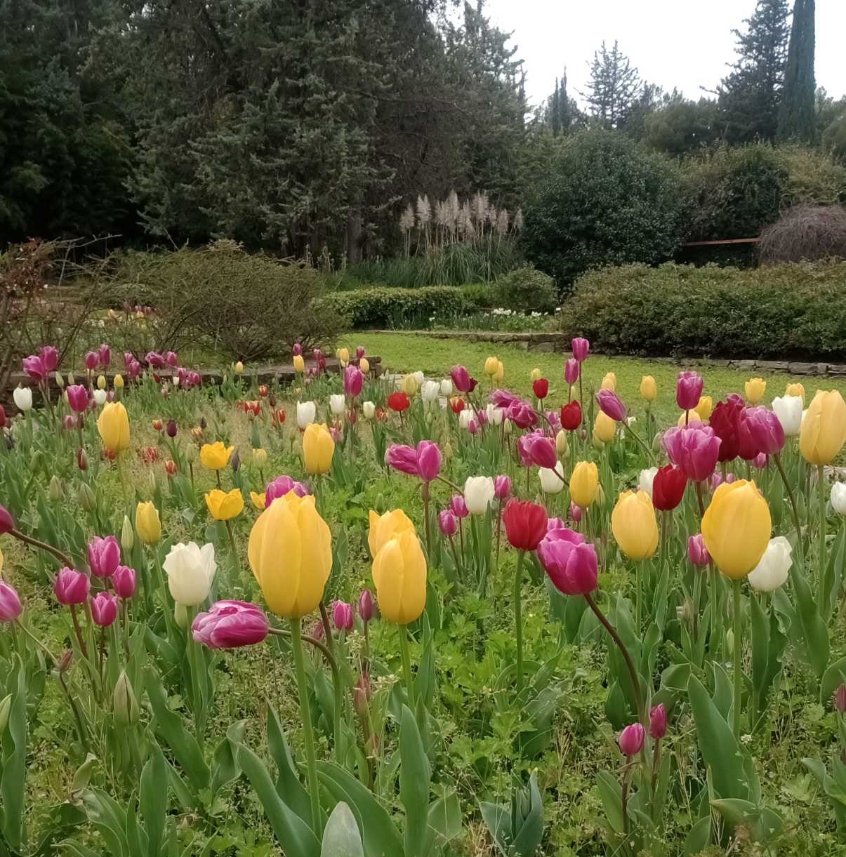 Έκρηξη ανοιξιάτικης ομορφιάς στον Διομήδειο Κήπο 3