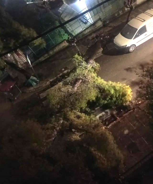 Χαϊδάρι: Πτώσεις δέντρων, ζημιές σε αυτοκίνητα και διακοπές ρεύματος - Ολονύκτια προσπάθεια των συνεργείων 7