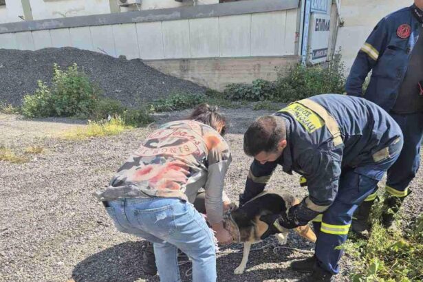 Η Πυροσβεστική απεγκλώβισε σκυλάκο από τάφρο στη Λεωφόρο Αθηνών 111