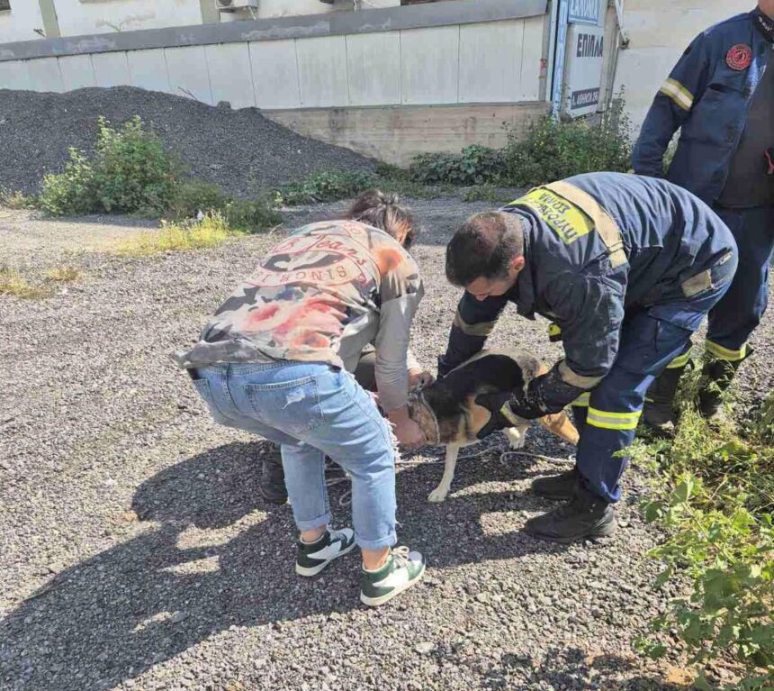 Η Πυροσβεστική απεγκλώβισε σκυλάκο από τάφρο στη Λεωφόρο Αθηνών 99