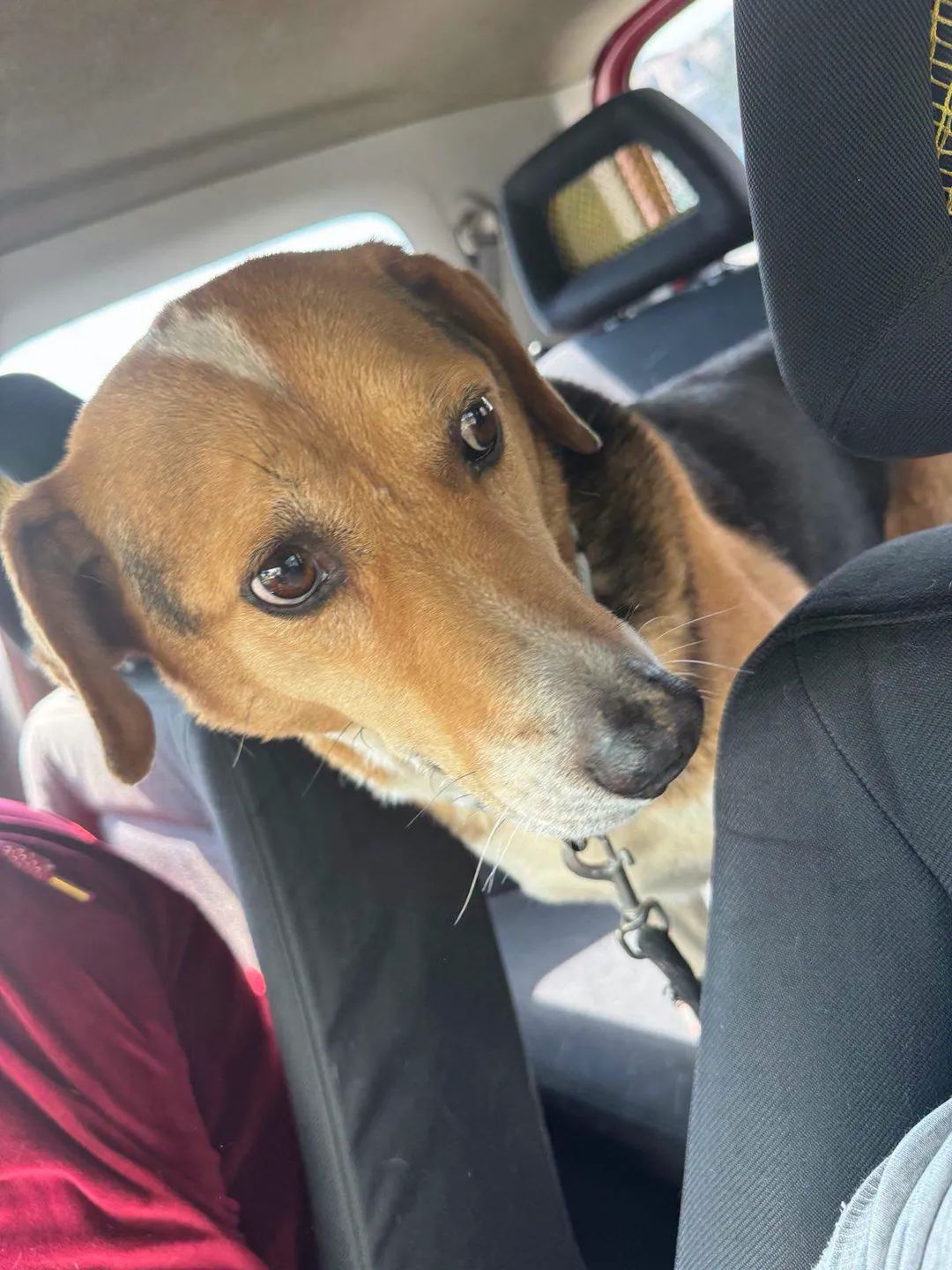 Η Πυροσβεστική έσωσε σκυλάκο στο Χαϊδάρι 3