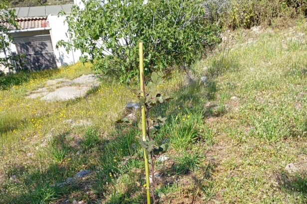  Δενδροφύτευση στον Προφήτη Ηλία 113