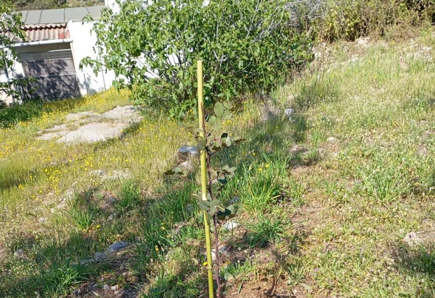  Δενδροφύτευση στον Προφήτη Ηλία 1