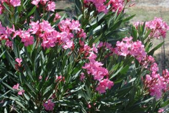 "Πόλεμος της πικροδάφνης" - Οι προτάσεις του ΕΟΔΥ και η αντίδραση του ΤΕΕ 25