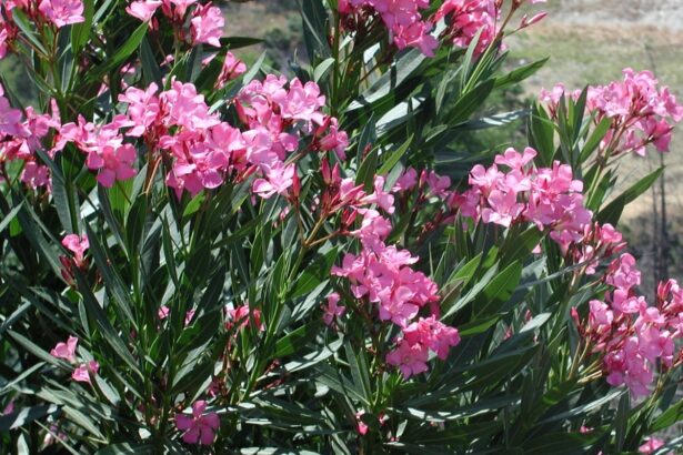 "Πόλεμος της πικροδάφνης" - Οι προτάσεις του ΕΟΔΥ και η αντίδραση του ΤΕΕ 113