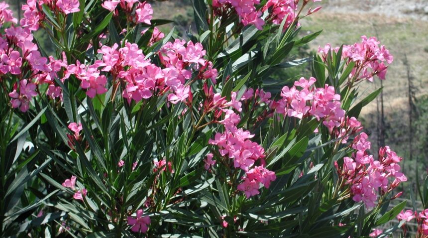 "Πόλεμος της πικροδάφνης" - Οι προτάσεις του ΕΟΔΥ και η αντίδραση του ΤΕΕ 13