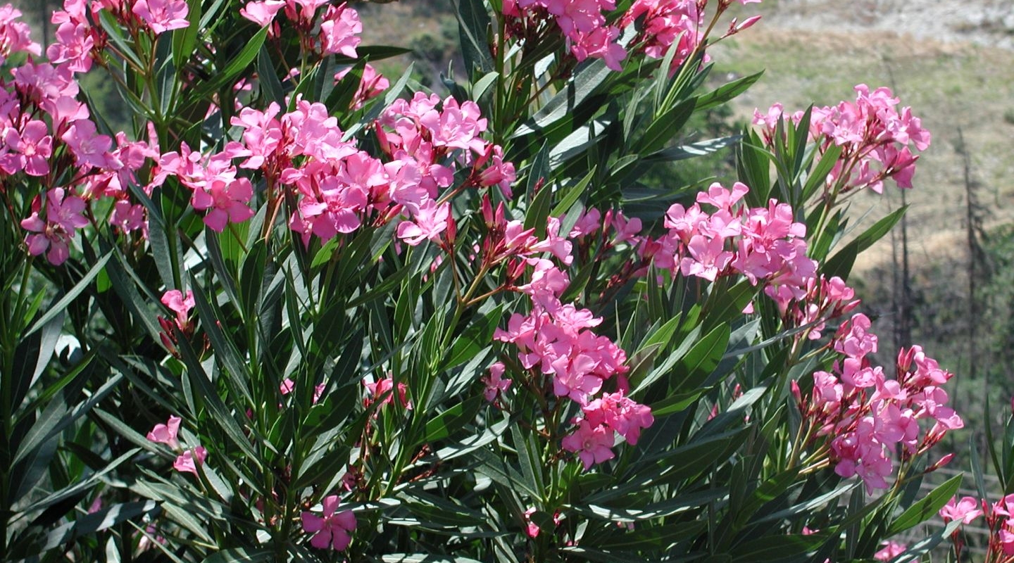 "Πόλεμος της πικροδάφνης" - Οι προτάσεις του ΕΟΔΥ και η αντίδραση του ΤΕΕ 3