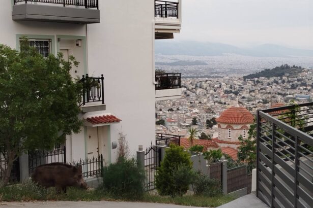 Ο Μύτος μόνιμος κάτοικος Δάσους και λάτρης του junk food  113