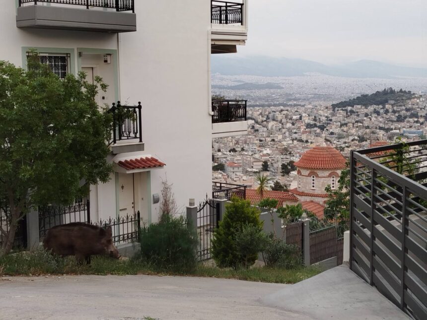 Ο Μύτος μόνιμος κάτοικος Δάσους και λάτρης του junk food  15