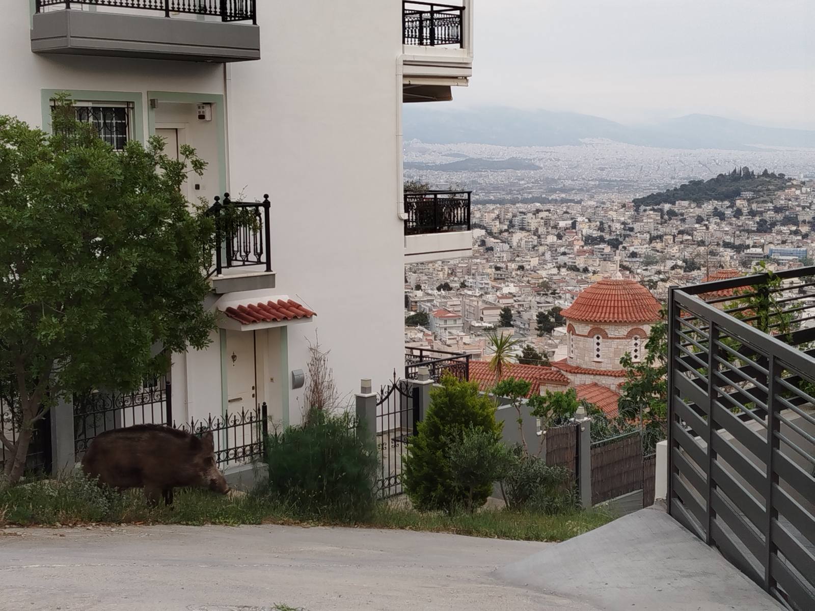 Ο Μύτος μόνιμος κάτοικος Δάσους και λάτρης του junk food  3