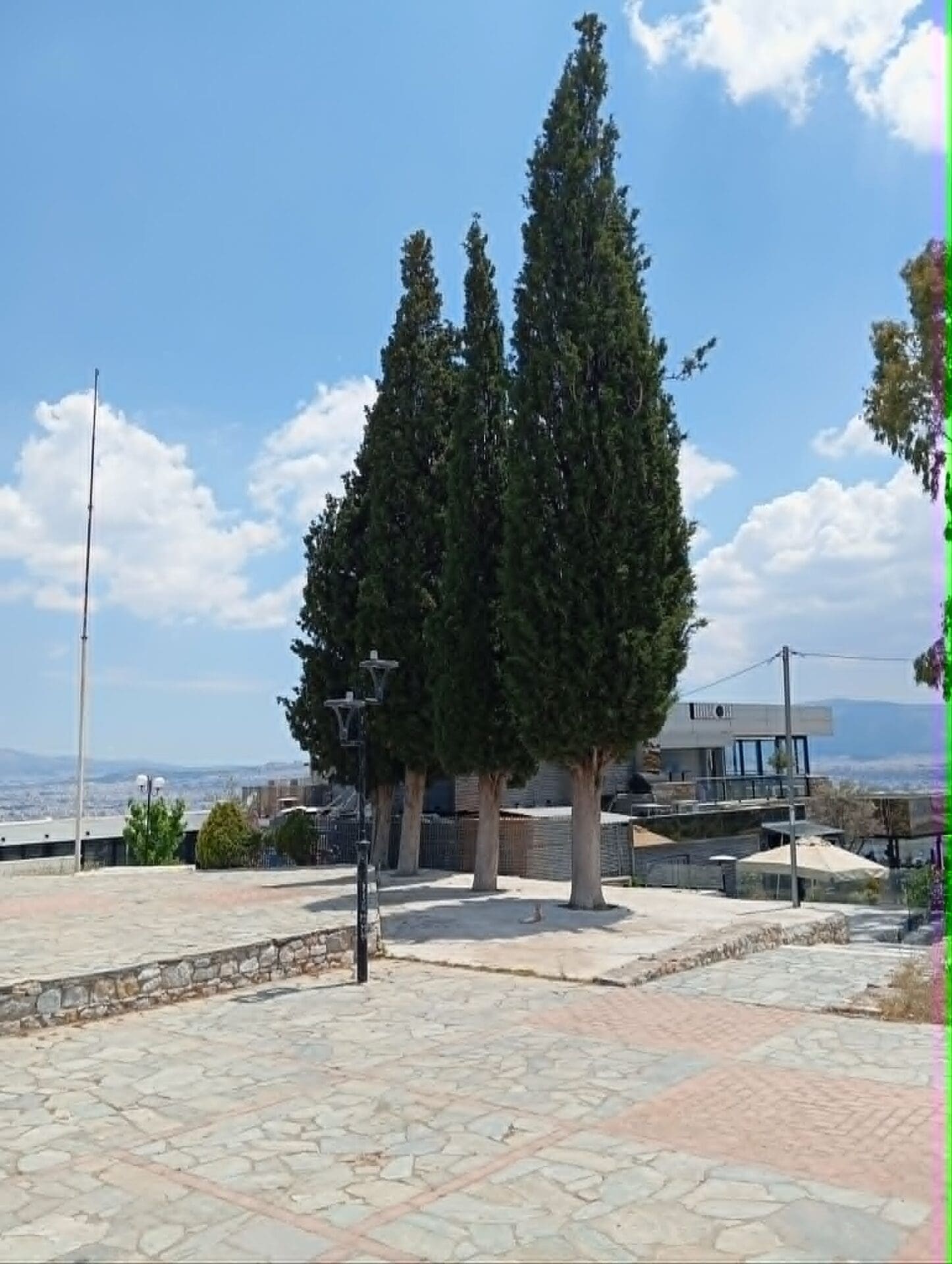 "Δέντρα-μνημεία": 4 εμβληματικά κυπαρίσσια δεσπόζουν στο Λεκανοπέδιο και ζητούν σεβασμό 11