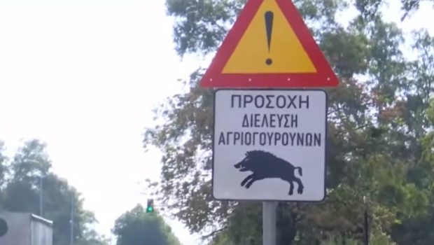 Αγριογούρουνα: Το "κάψιμο των δασών" ή οι επιδοτήσεις τα έφεραν στις πόλεις; 4 Αγριογούρουνα: Το "κάψιμο των δασών" ή οι επιδοτήσεις τα έφεραν στις πόλεις; 3