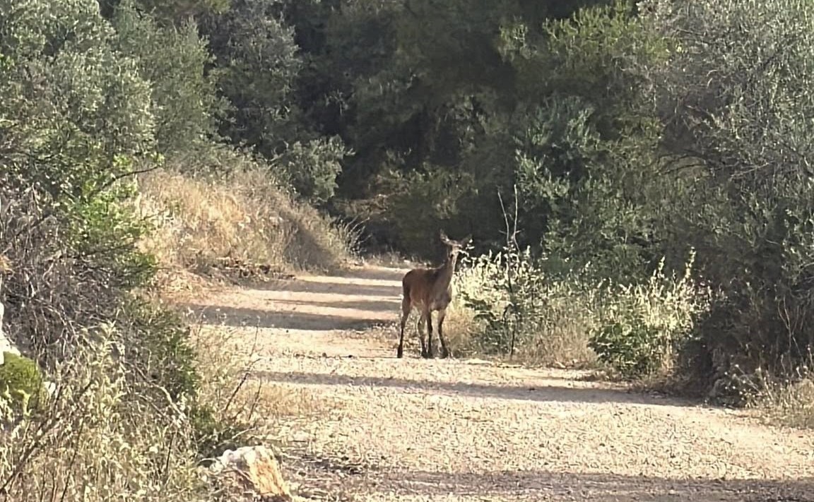 Η μεγαλοπρεπής, ήρεμη ελαφίνα πλουτίζει τη φύση του Χαϊδαρίου 4 Η μεγαλοπρεπής, ήρεμη ελαφίνα πλουτίζει τη φύση του Χαϊδαρίου 3