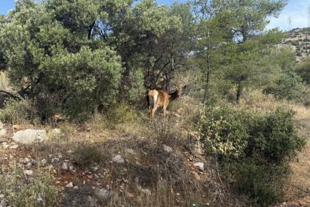 Η μεγαλοπρεπής, ήρεμη ελαφίνα πλουτίζει τη φύση του Χαϊδαρίου 93
