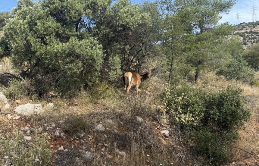 Η μεγαλοπρεπής, ήρεμη ελαφίνα πλουτίζει τη φύση του Χαϊδαρίου 15