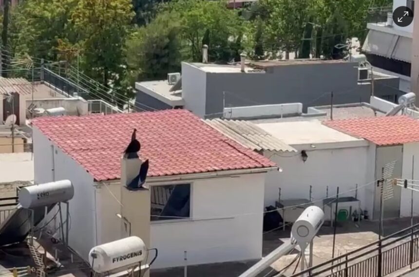 Περιστέρι: Tο δώμα - τρώγλη όπου ζούσαν τα 6 παιδιά, οι 3 καταγγελίες και η χαμένη επιμέλεια 1
