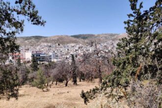 Αναζητώντας σεβασμό στο πράσινο - Ο αγώνας εθελοντών στη Νίκαια για ένα άλσος που απειλείται 21