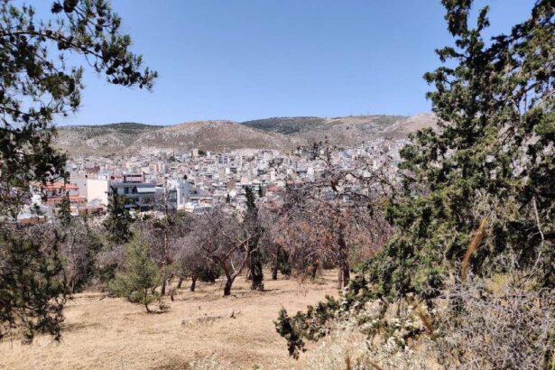Αναζητώντας σεβασμό στο πράσινο - Ο αγώνας εθελοντών στη Νίκαια για ένα άλσος που απειλείται 91