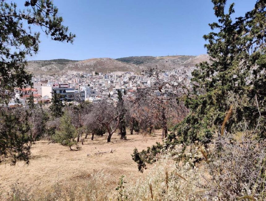Αναζητώντας σεβασμό στο πράσινο - Ο αγώνας εθελοντών στη Νίκαια για ένα άλσος που απειλείται 1