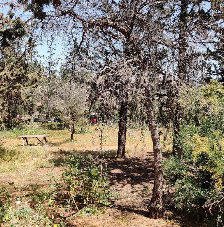 Αναζητώντας σεβασμό στο πράσινο - Ο αγώνας εθελοντών στη Νίκαια για ένα άλσος που απειλείται 3