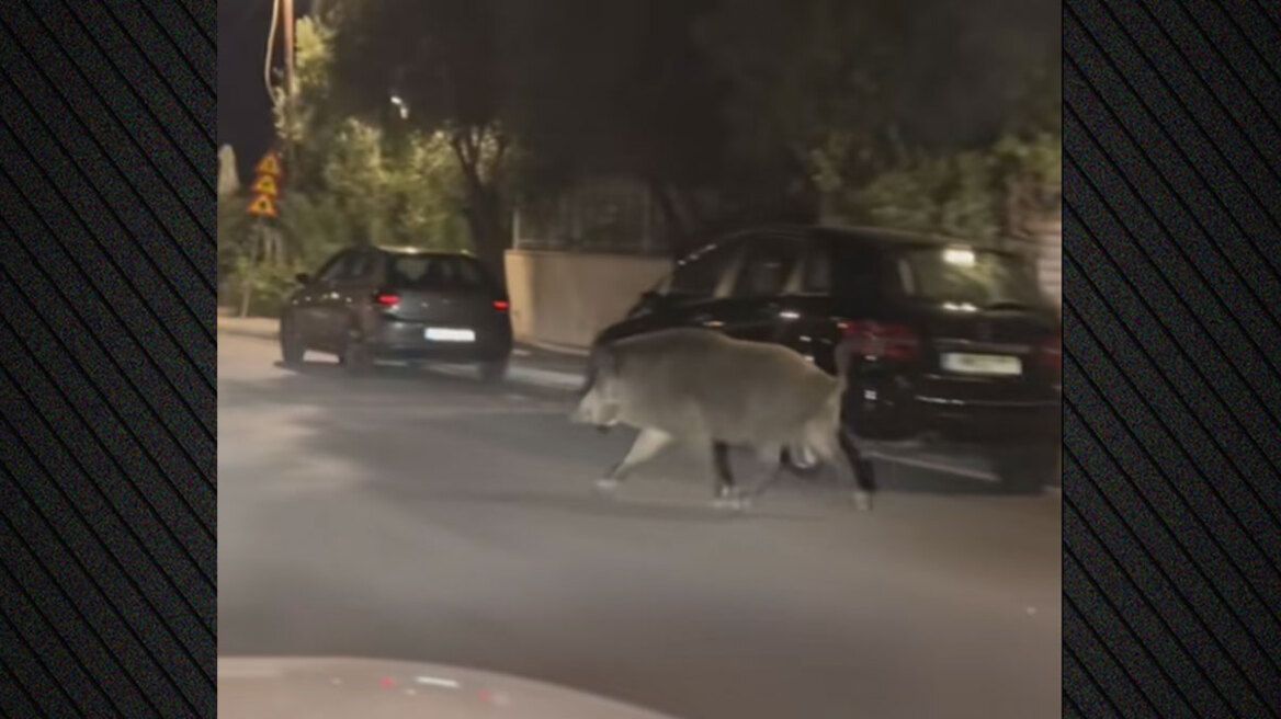 Αγριογούρουνα: Το "κάψιμο των δασών" ή οι επιδοτήσεις τα έφεραν στις πόλεις; 6 Αγριογούρουνα: Το "κάψιμο των δασών" ή οι επιδοτήσεις τα έφεραν στις πόλεις; 5