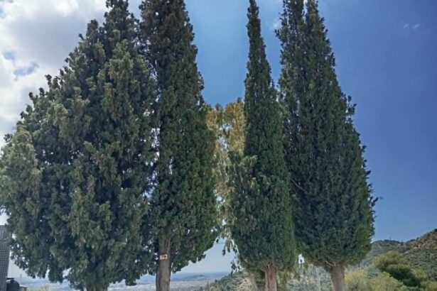 "Δέντρα-μνημεία": Τα 4 εμβληματικά κυπαρίσσια που δεσπόζουν στο Λεκανοπέδιο 93