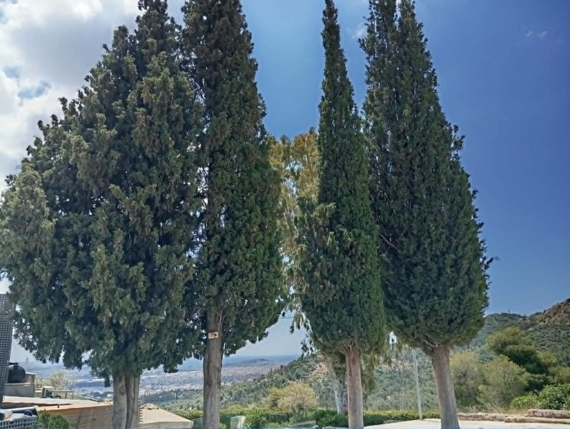 "Δέντρα-μνημεία": 4 εμβληματικά κυπαρίσσια δεσπόζουν στο Λεκανοπέδιο και ζητούν σεβασμό 3