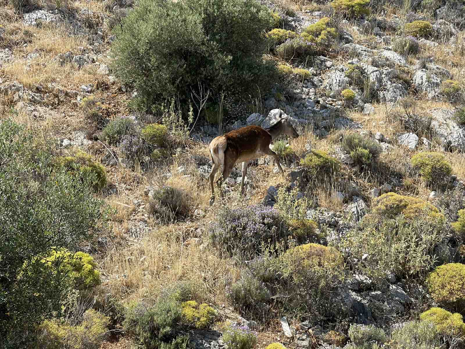 Η ελαφίνα στο Δάσος Χαϊδαρίου - Βίντεο 4 Η ελαφίνα στο Δάσος Χαϊδαρίου - Βίντεο 3
