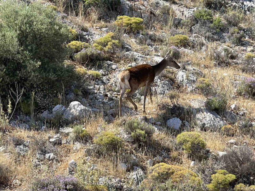 Η ελαφίνα στο Δάσος Χαϊδαρίου - Βίντεο 15