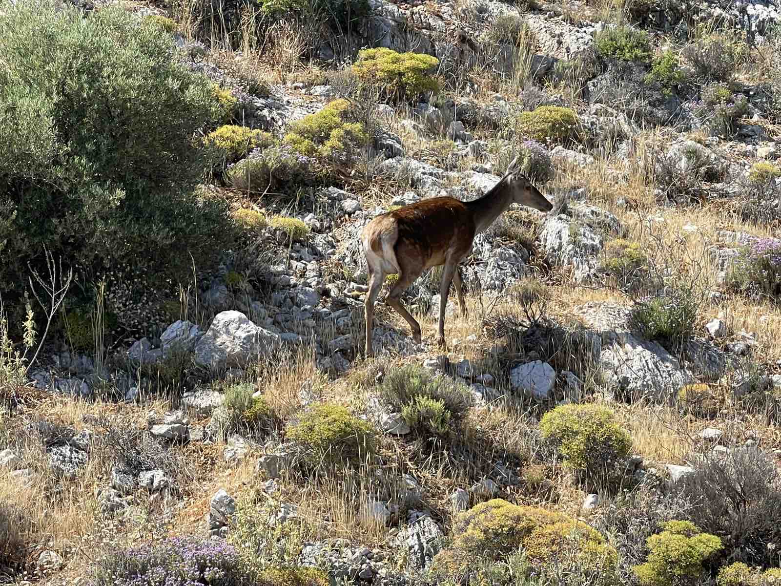 Η ελαφίνα στο Δάσος Χαϊδαρίου - Βίντεο 3