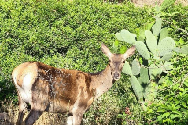 "Το ελάφι ερχόταν και πέρυσι στην περιοχή μας" 99