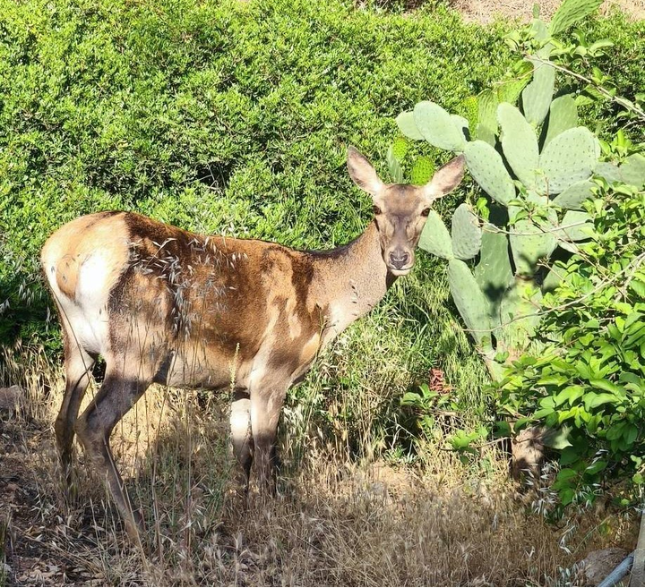 "Το ελάφι ερχόταν και πέρυσι στην περιοχή μας" 1