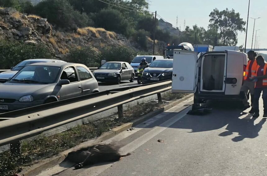Χαϊδάρι: Το πρώτο τροχαίο με αγριογούρουνο στην Αθηνών-Κορίνθου 15