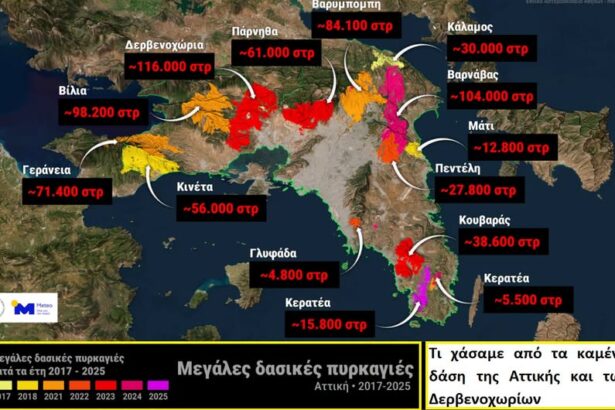 Στο καμένο δάσος μην βλέπεις μόνο τους μαύρους κορμούς 99