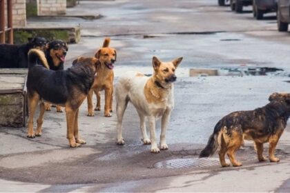 Τι αλλάζει στην ποινική μεταχείριση δημάρχων, στελεχών δήμων και φιλοζωικών για περιστατικά με αδέσποτα 87