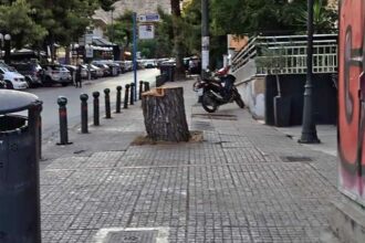 Με αφορμή την κοπή δένδρου στη συμβολή Γ. Παπανδρέου και Κ. Παλαμά 23